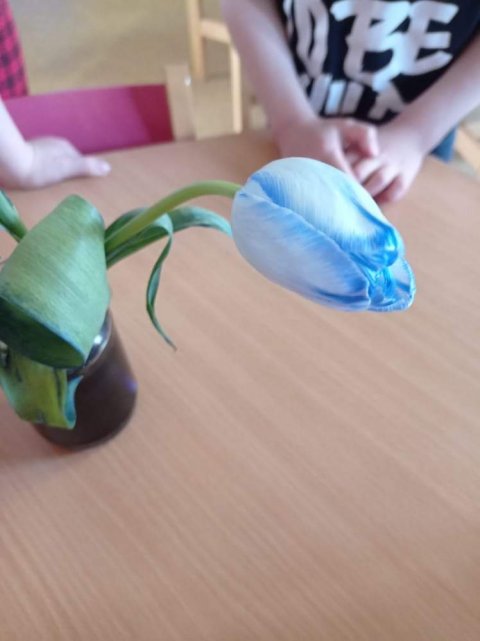 Pokus s tulipány a b