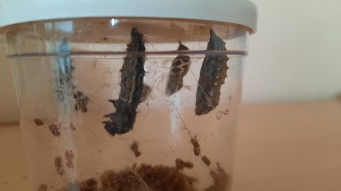 Kuklící se larvy mot