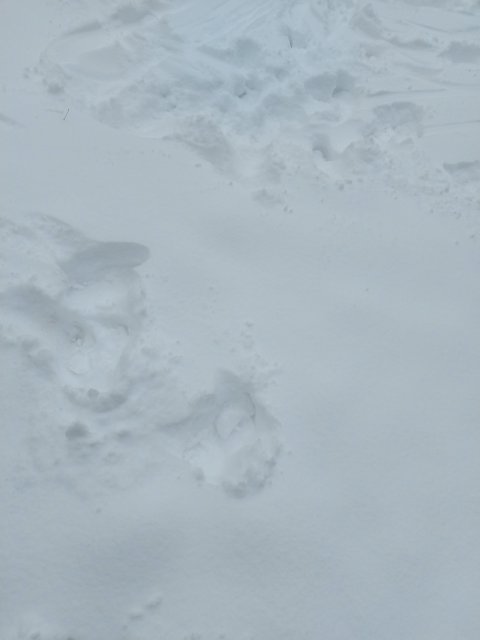 Stopy ve sněhu